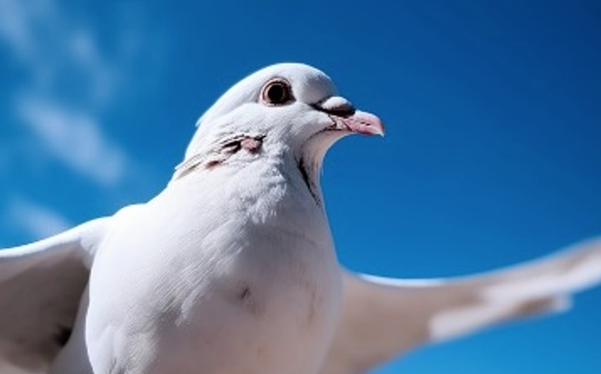 يواصل حلفاء باول التعبير عن دعمهم لخفض أسعار الفائدة، وترتفع التوقعات بخفض سعر الفائدة في ديسمبر إلى 80%